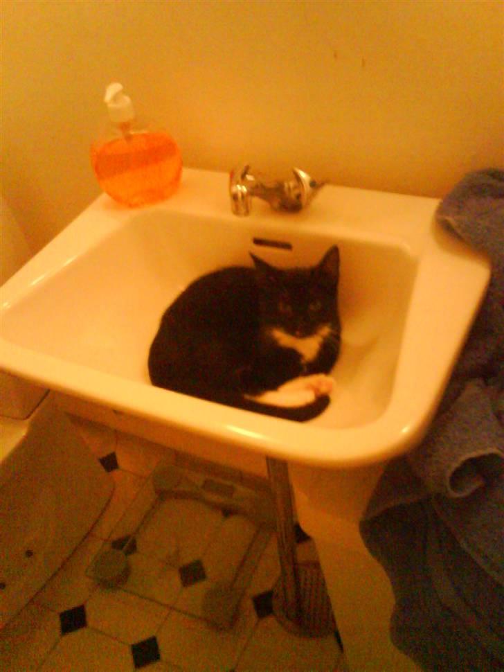 Huskat Nala - bare ingen ser mig :s billede 5