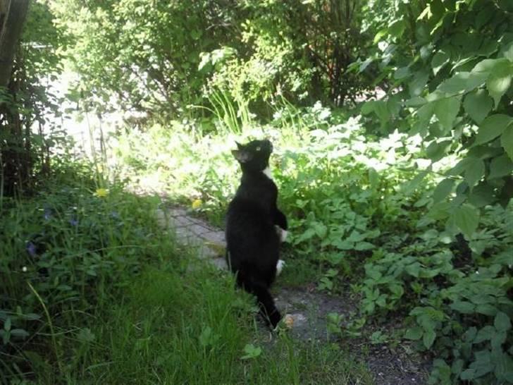 Huskat Nala - i haven for første gang billede 6