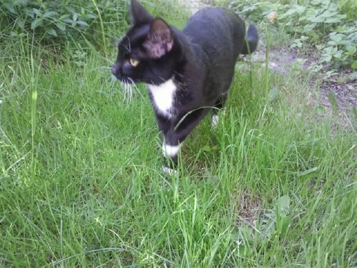 Huskat Nala - i haven for første gang billede 7