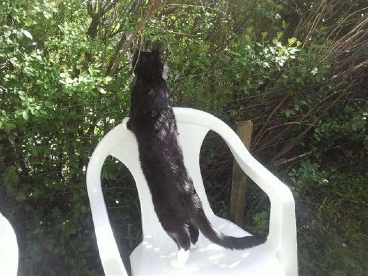 Huskat Nala - i haven for første gang billede 8