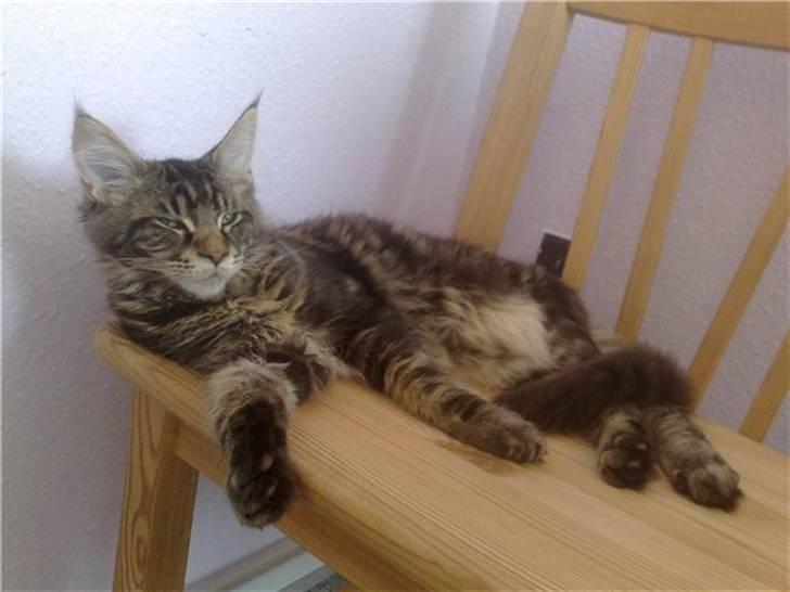 Maine Coon DK Silent Hunter´s Bartok billede 9