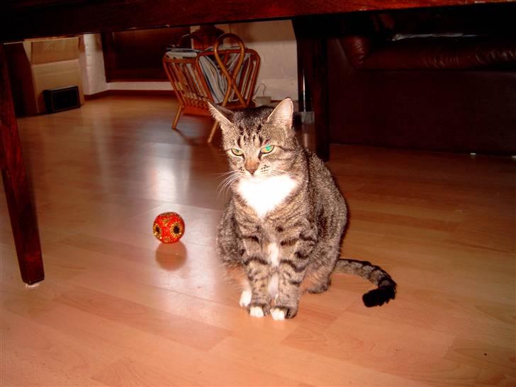 Blanding af racer Futte billede 1