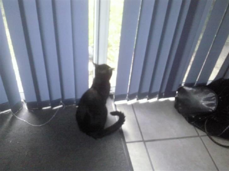 Huskat Nala - jeg elsker at kiggede ud af havedøren :) billede 9