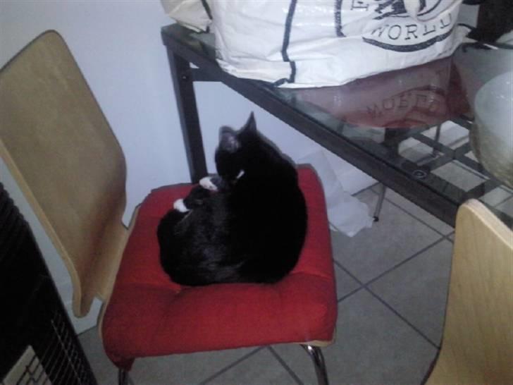 Huskat Nala - mmmm, den røde stol er den bedste.  billede 10