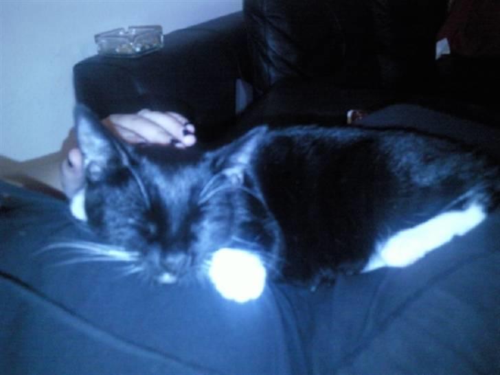 Huskat Nala - Nala sover på mors mave billede 11