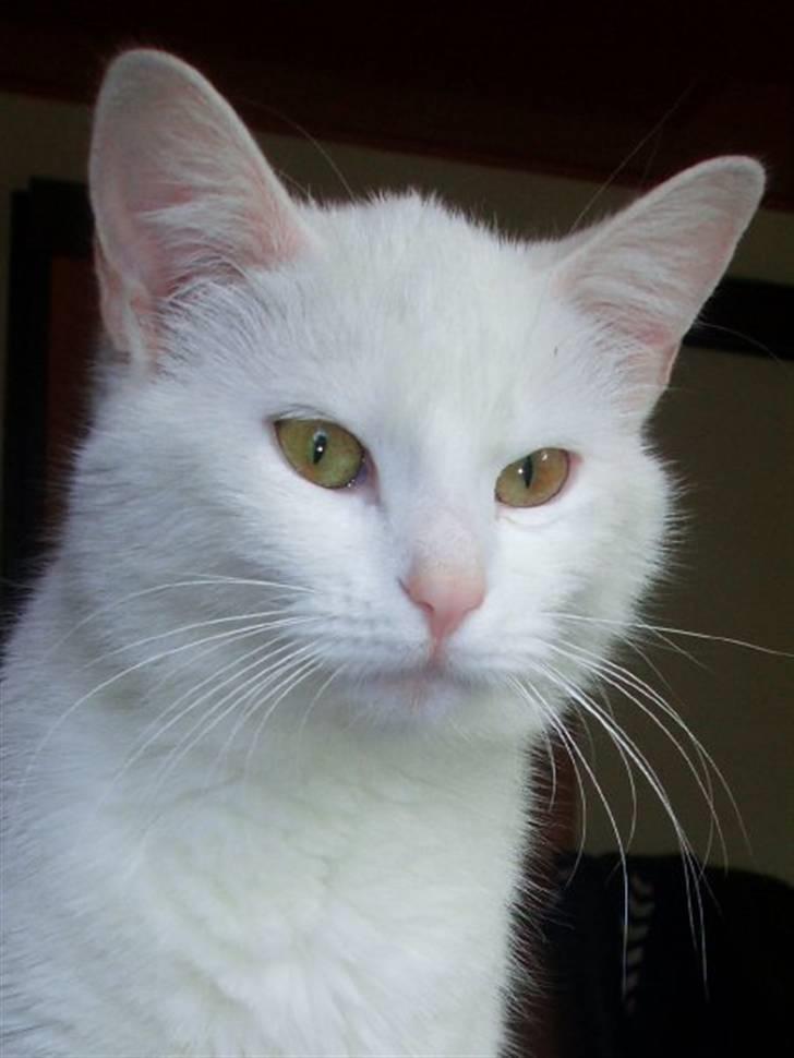 Huskat Kia - Smukke Kia :) d. 10/5-09 billede 6