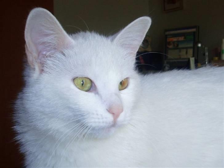 Huskat Kia - 10/5-09 billede 7