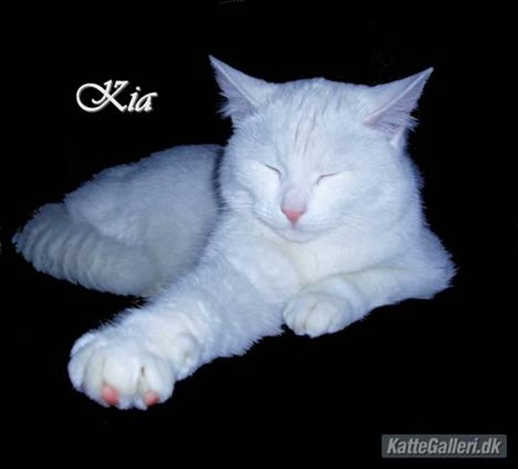 Huskat Kia billede 8