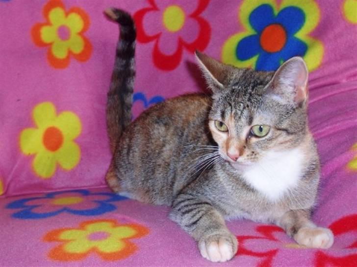 Huskat Adina - Smukke pigen :) 10/5-09 billede 13