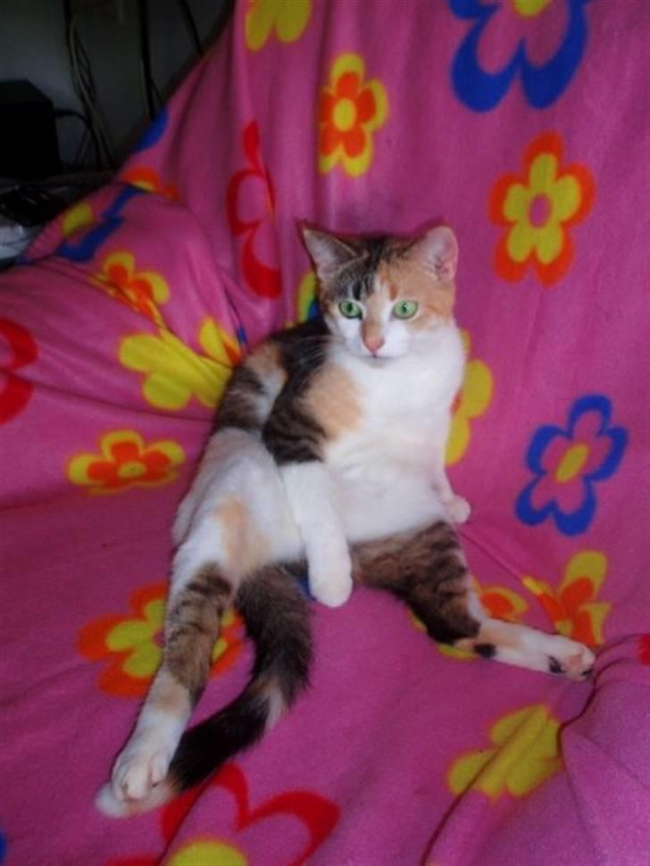 Huskat Amili (Mille) - Mille :D 10/5-09 billede 19