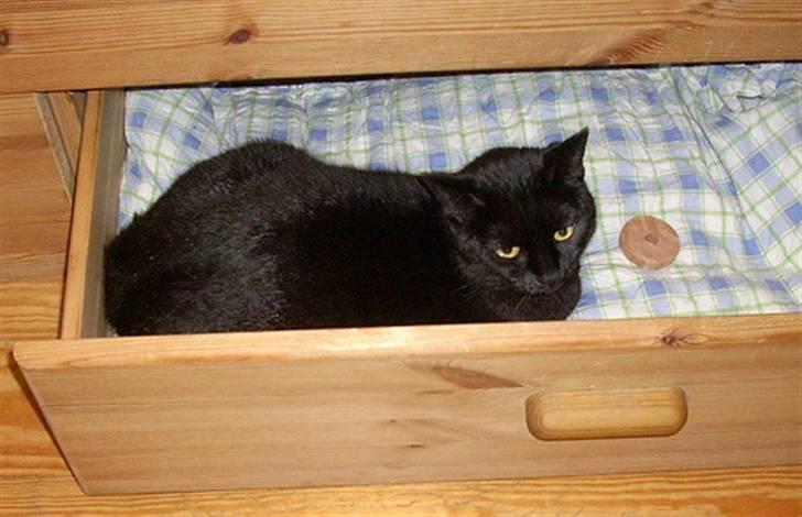 Blanding af racer Lucifer billede 1