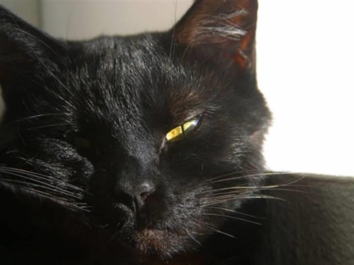 Blanding af racer Lucifer billede 2