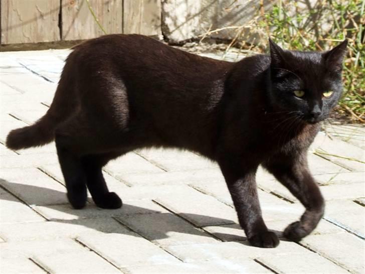 Blanding af racer Lucifer billede 4