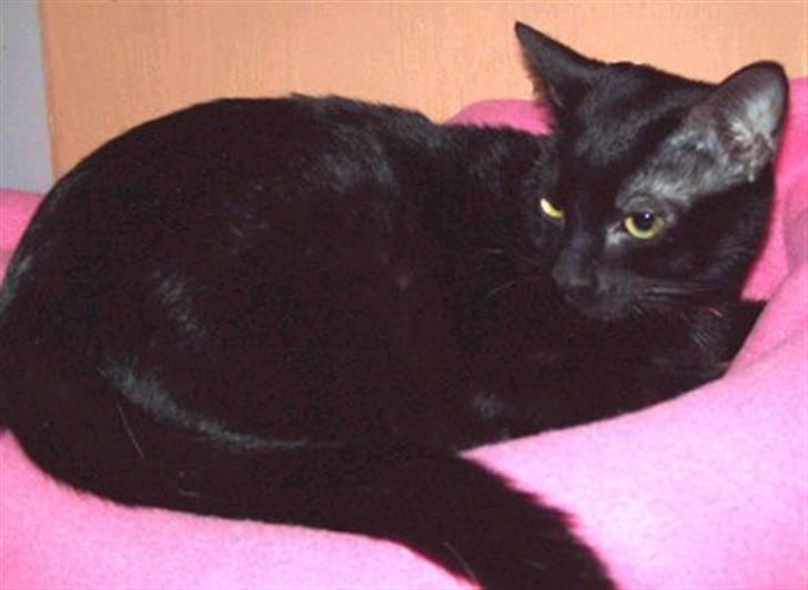 Blanding af racer Lucifer billede 5