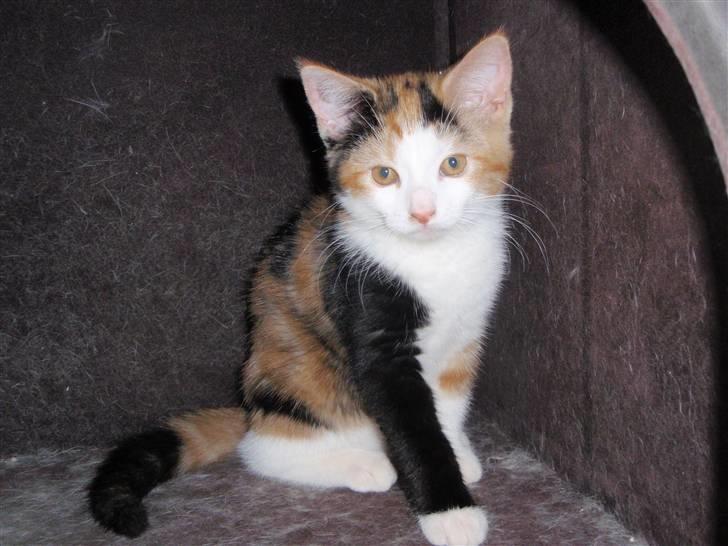 Huskat BaileyxD - SOLGT - er hun ikke smuk billede 1