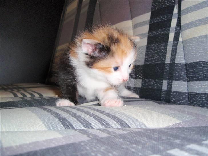 Huskat BaileyxD - SOLGT - vidunderlig billede 2