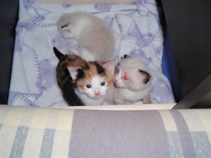 Huskat BaileyxD - SOLGT - tag mig op mor, tag mig nu op;D hehe billede 3