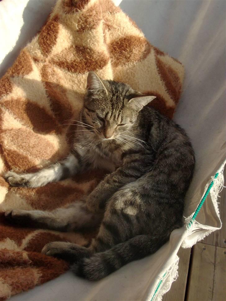 Blanding af racer Familien Jensen's Tiger - Velkommen Til Tigers Profil billede 1