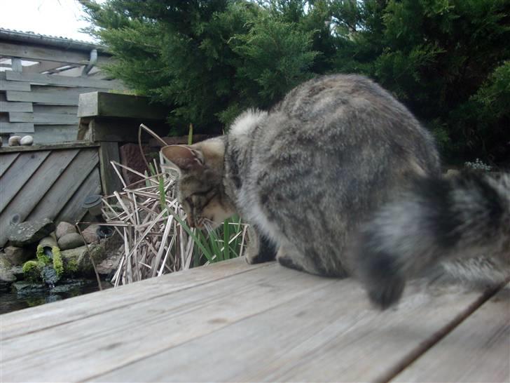 Blanding af racer Familien Jensen's Tiger billede 2