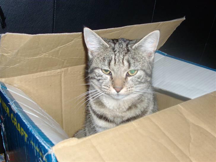 Blanding af racer Familien Jensen's Tiger billede 3