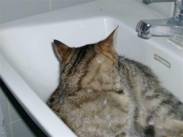 Blanding af racer Familien Jensen's Tiger billede 4