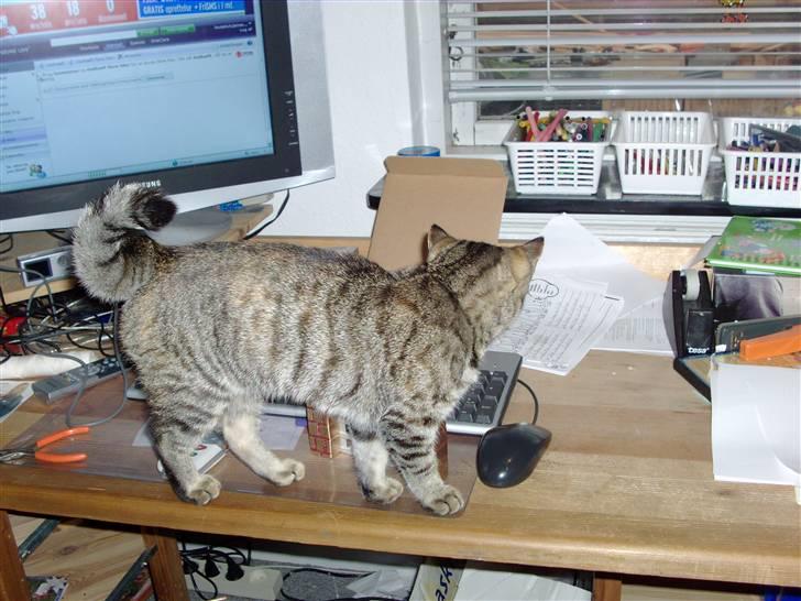 Blanding af racer Familien Jensen's Tiger billede 5