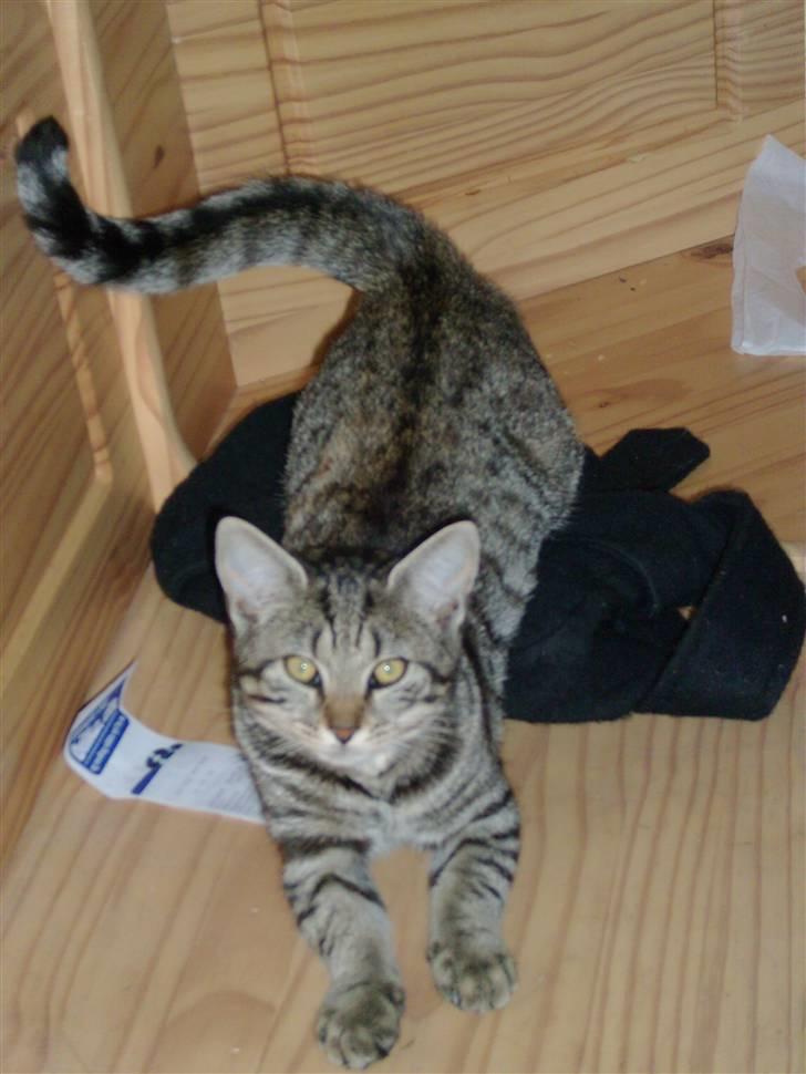 Blanding af racer Familien Jensen's Tiger billede 6