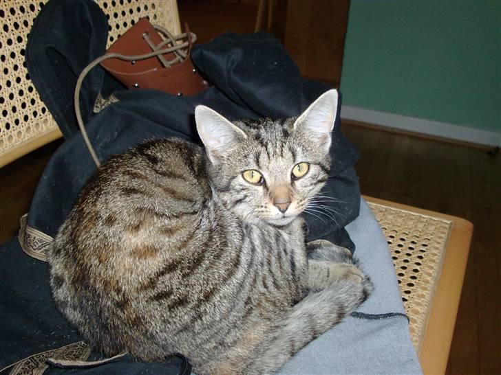 Blanding af racer Familien Jensen's Tiger billede 7