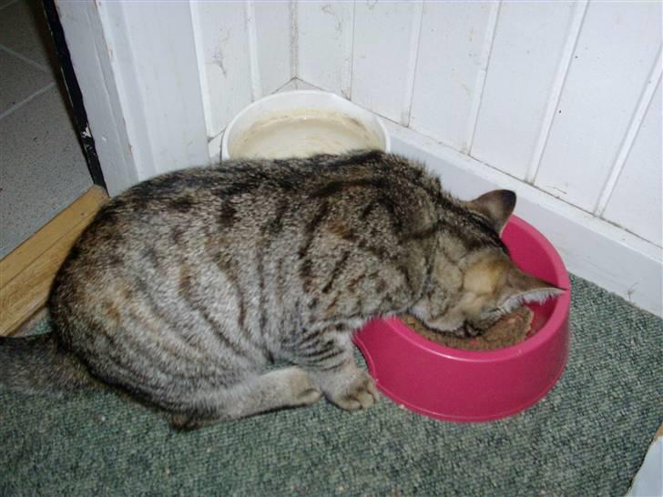 Blanding af racer Familien Jensen's Tiger billede 8