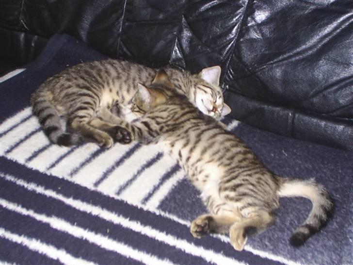 Blanding af racer Familien Jensen's Tiger billede 9