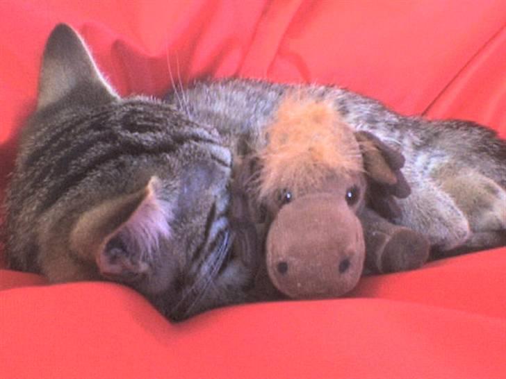 Blanding af racer Familien Jensen's Tiger billede 10