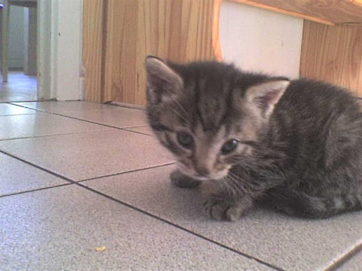 Blanding af racer Familien Jensen's Tiger billede 11