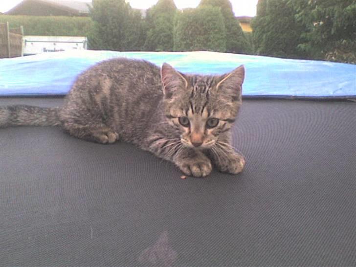 Blanding af racer Familien Jensen's Tiger billede 12