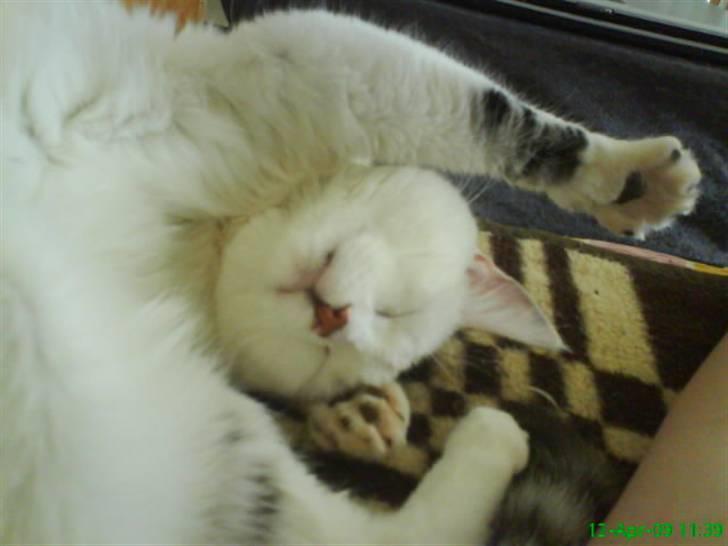 Blanding af racer Walter *Bor på Sjælland - Walter der putter <3 billede 5