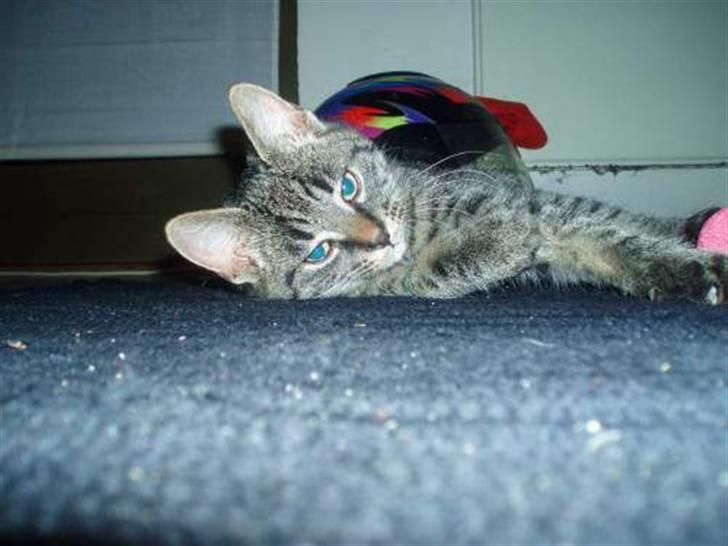 Huskat Tiger *bor på landet - Tiger som baby <3 billede 3