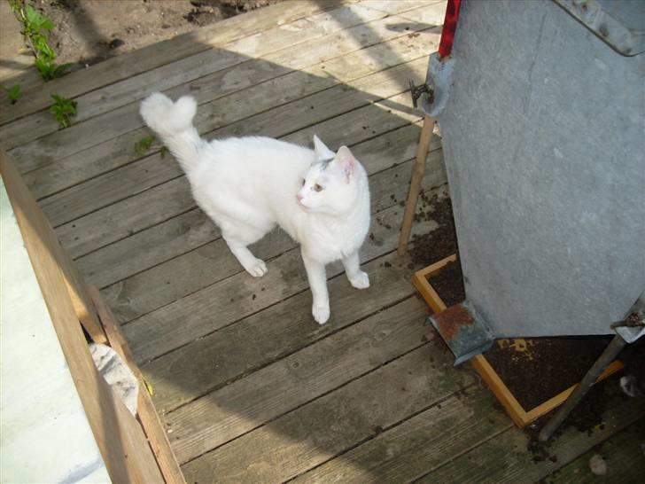 Blanding af racer speedy *2008 + billede 1