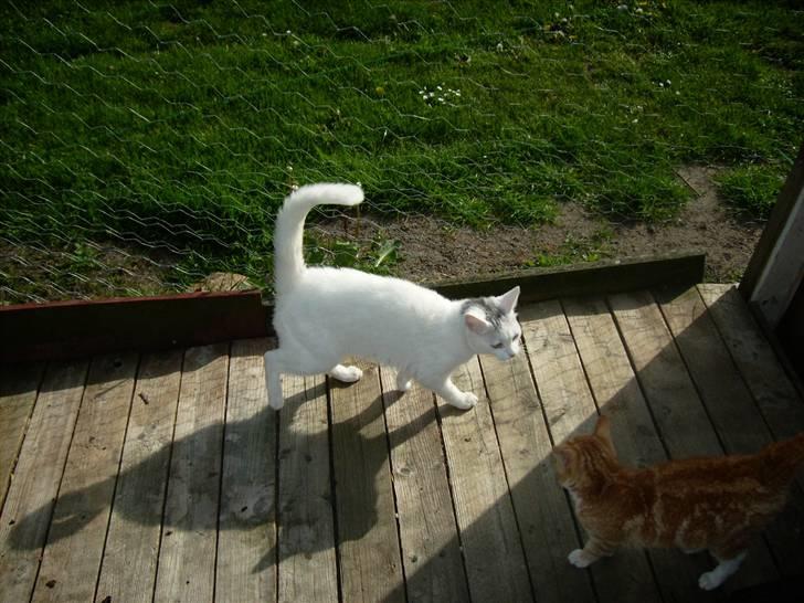 Blanding af racer speedy *2008 + billede 2