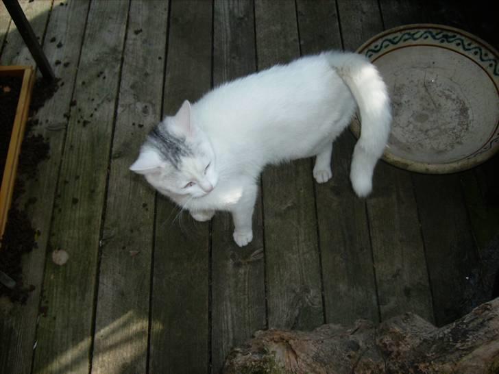 Blanding af racer speedy *2008 + billede 3