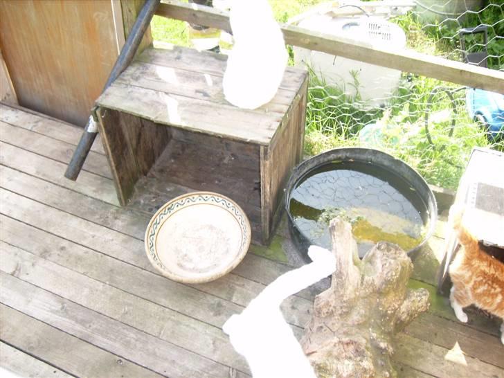 Blanding af racer speedy *2008 + billede 4