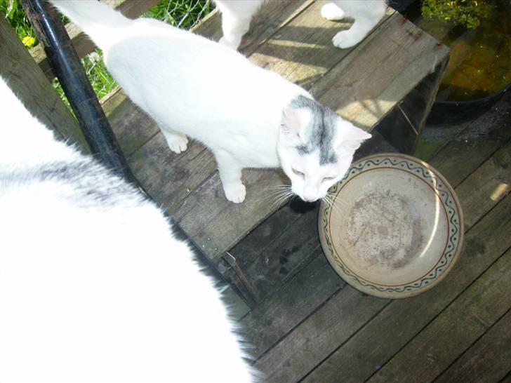 Blanding af racer speedy *2008 + billede 5