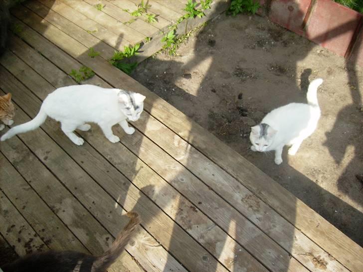 Blanding af racer speedy *2008 + billede 6