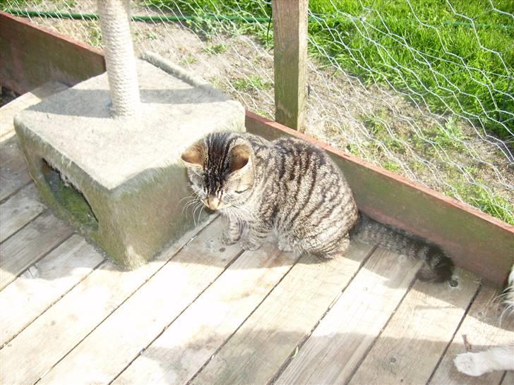 Huskat tiger *2008 + billede 1