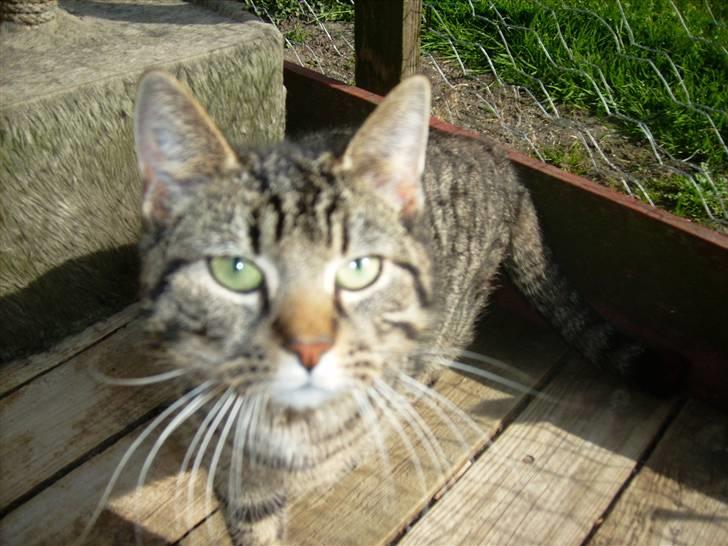 Huskat tiger *2008 + billede 2