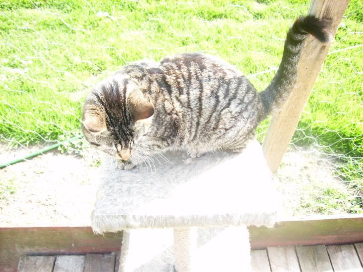 Huskat tiger *2008 + billede 3