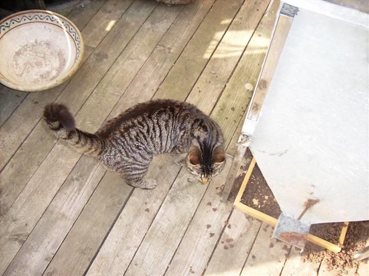 Huskat tiger *2008 + billede 4