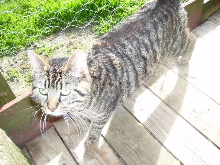 Huskat tiger *2008 + billede 5