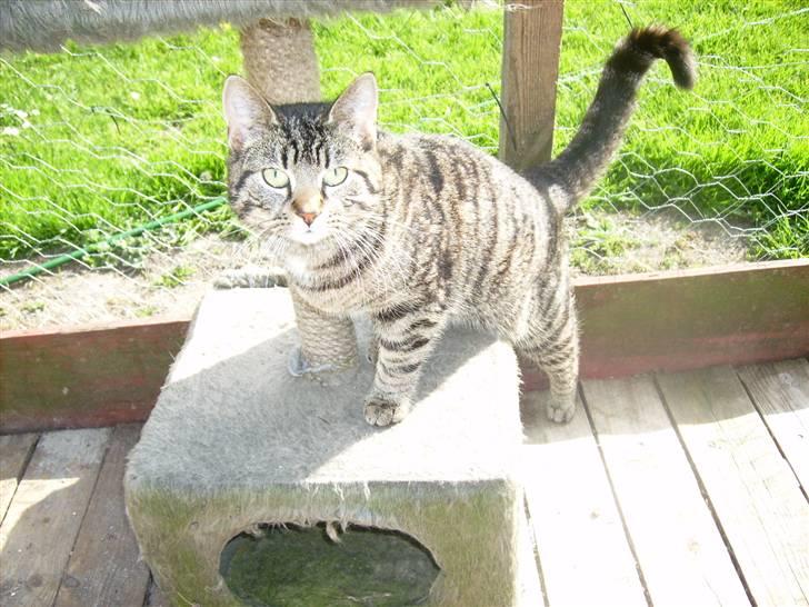 Huskat tiger *2008 + billede 6