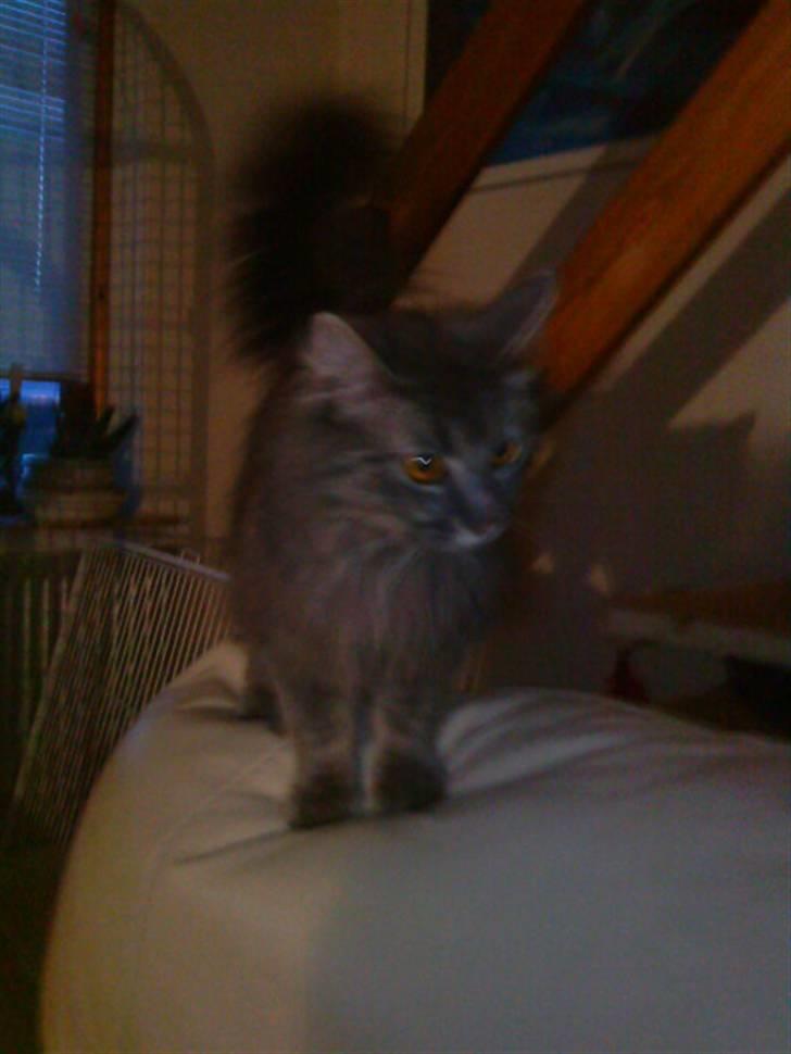 Maine Coon basik billede 6