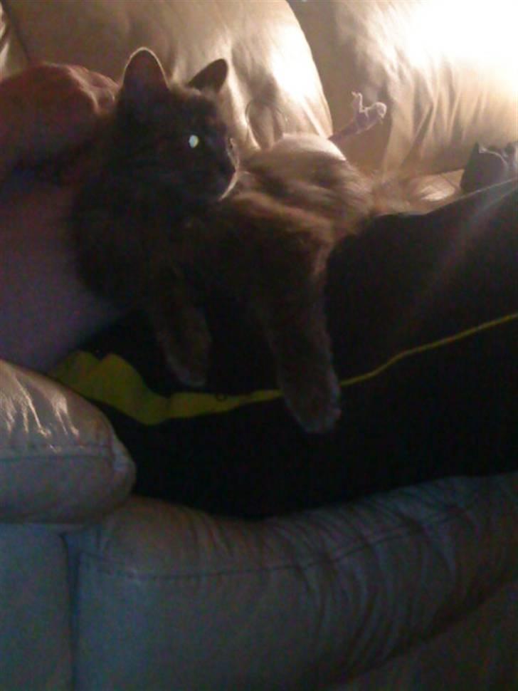 Maine Coon basik billede 7