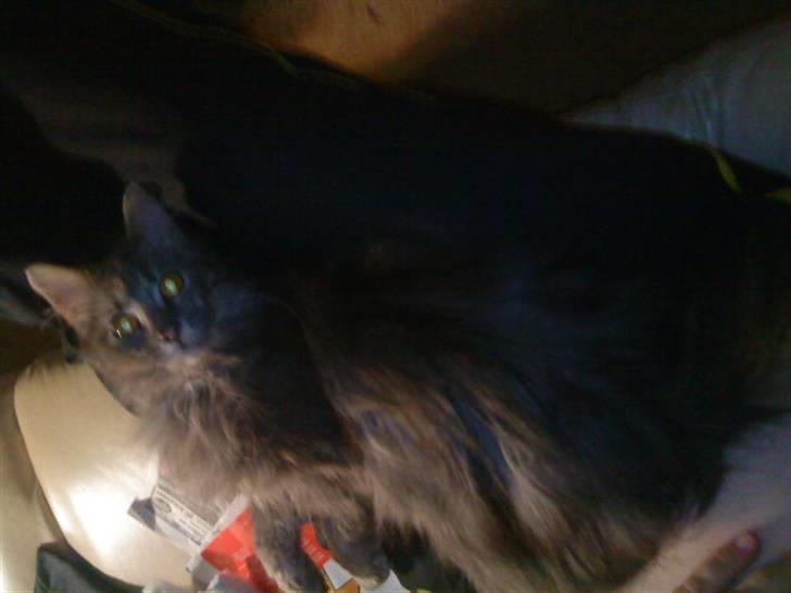 Maine Coon basik billede 8